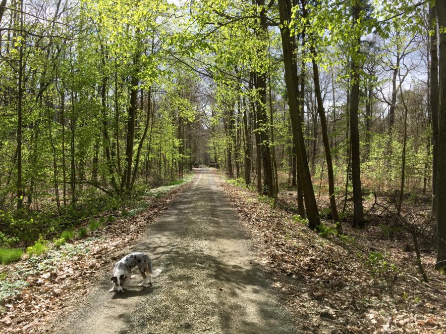 Wanderung-Willibald-Alexis-Weg-beim-Kloster-Lehnin