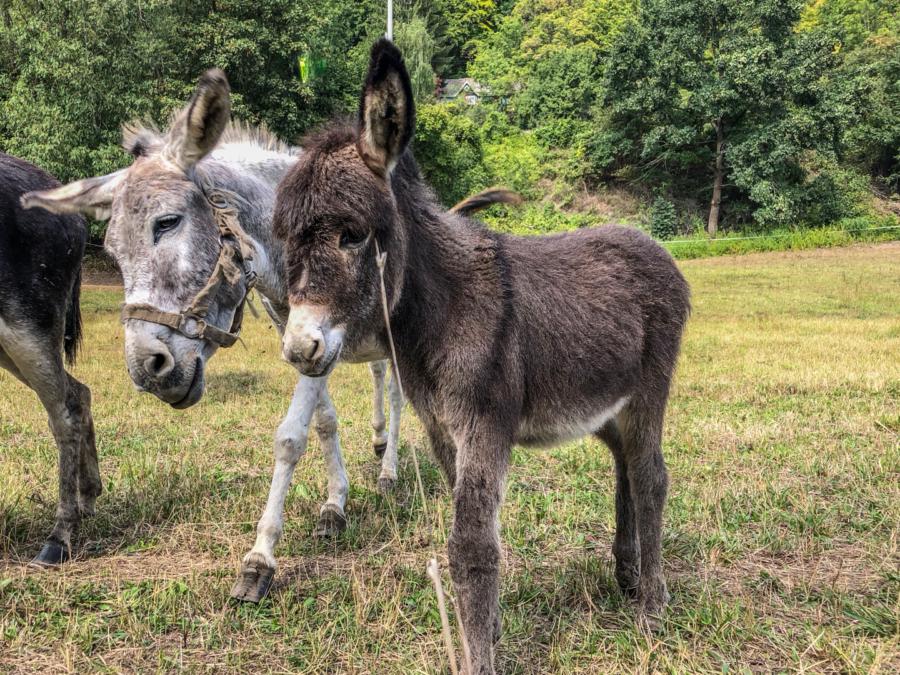 Zwischen Würchhausen und Camburg