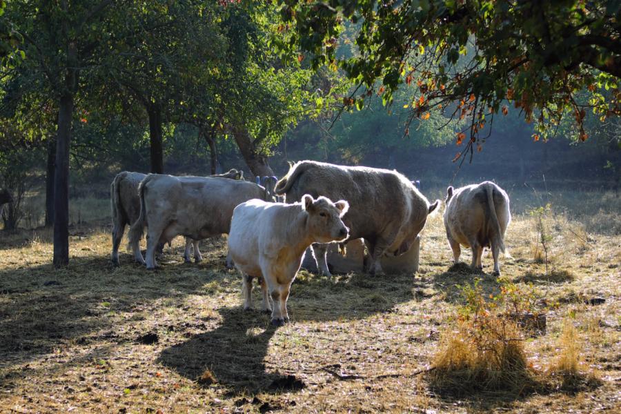 Immer wieder idyllische Momente, hier bei Rothenburg an der Saale