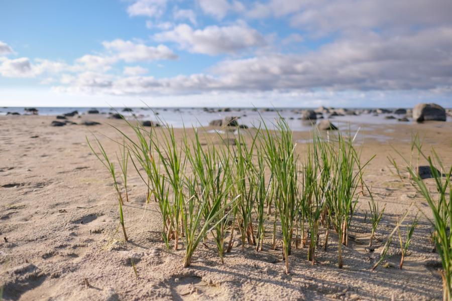 Öland Källahamn Küstenbereich