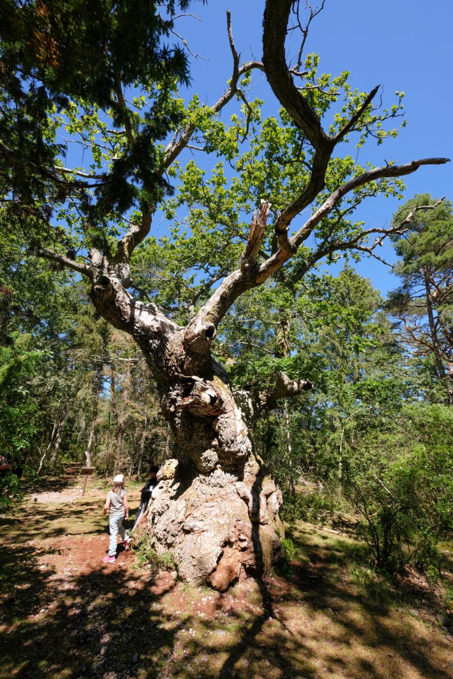 Öland Trollskogen