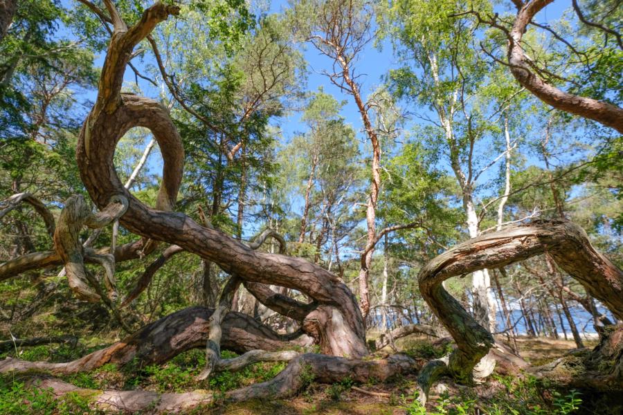 Öland Trollskogen