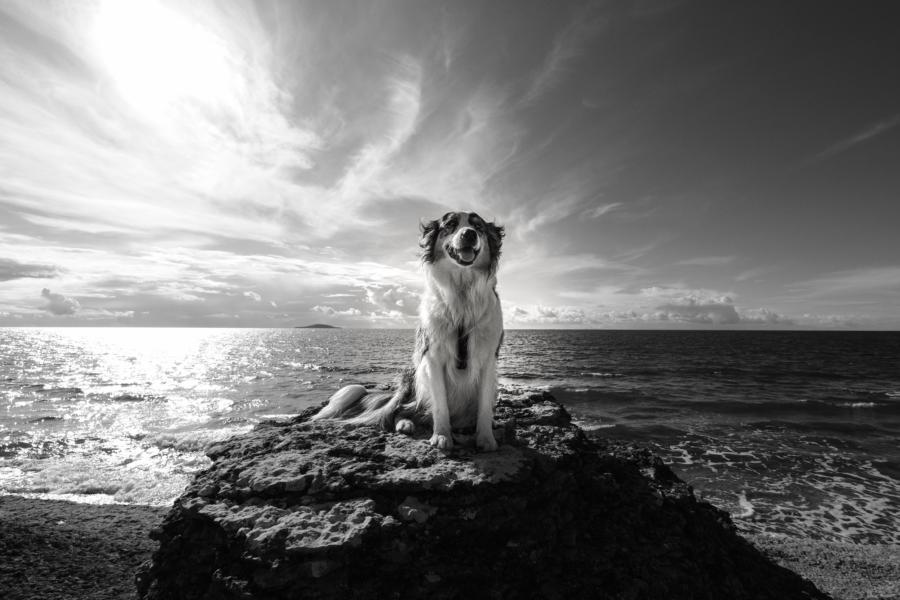 Öland Byrums Rauken