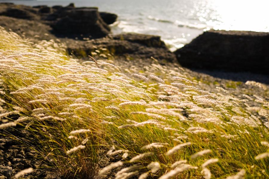 Öland Byrums Rauken