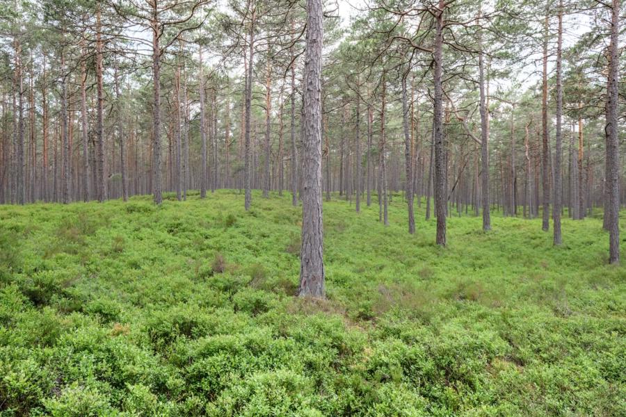 Ölands Norden - Blaubeeren