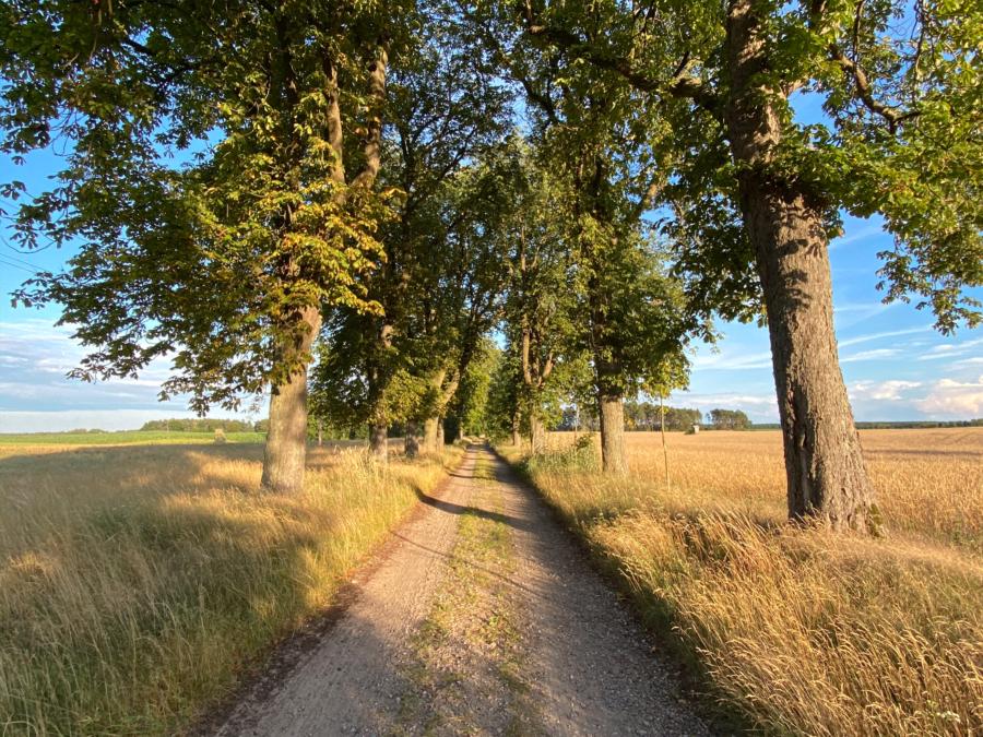 Die Kastanienallee zwischen Annenwalde und Vorwerk Annenwalde