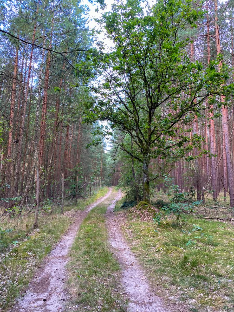 Waldimpression Uckermark