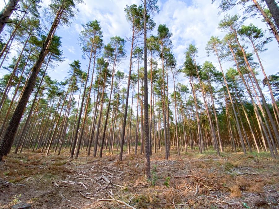 Waldimpression Uckermark