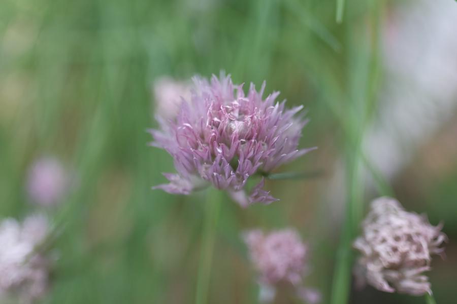 Blühender Schnittlauch