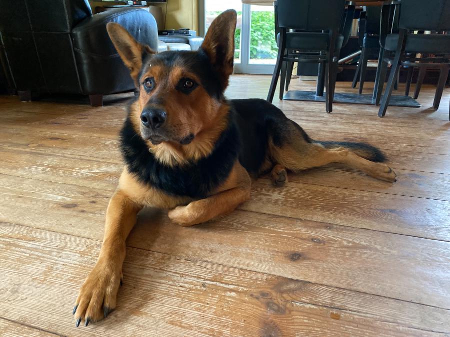 Egon, der liebe Hofhund der lten Gärtnerei