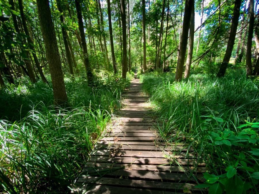 Knüppeldamm bei Wendisch Rietz