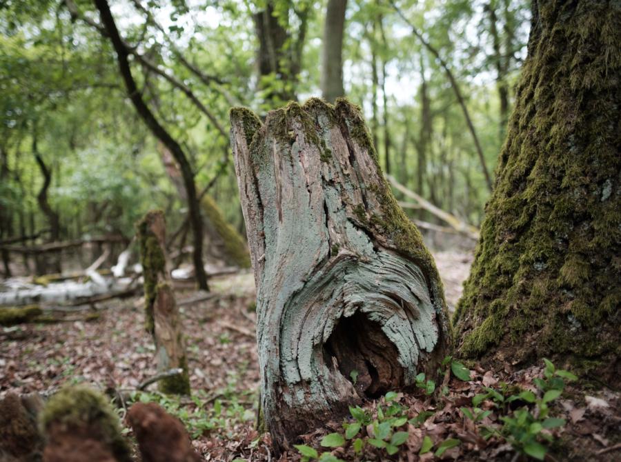 Döberitzer Heide, Baumstumpf