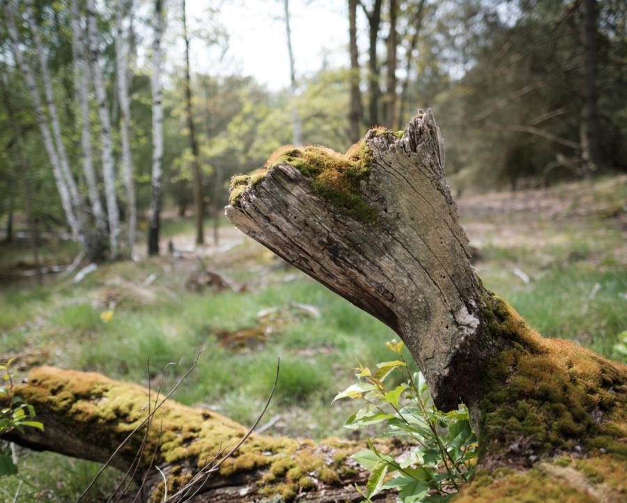 Döberitzer Heide, Moos