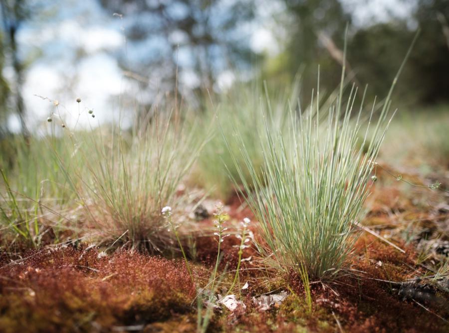 Döberitzer Heide, Flechten und Gräser