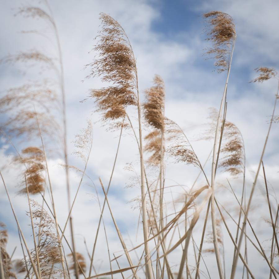 Schilfgras im Wind