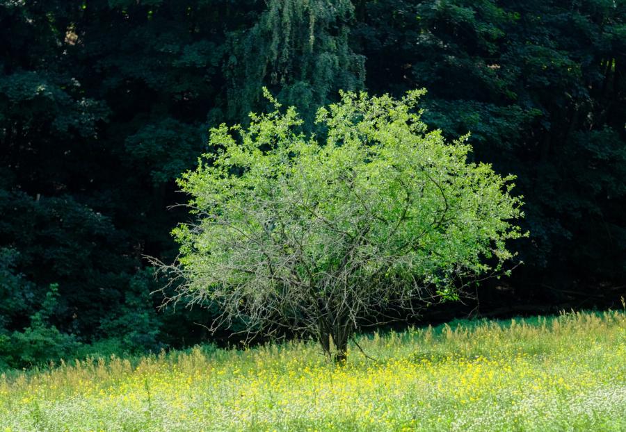 Vorne eine Blumenwiese, dahinter die Wälle der Murellenberge