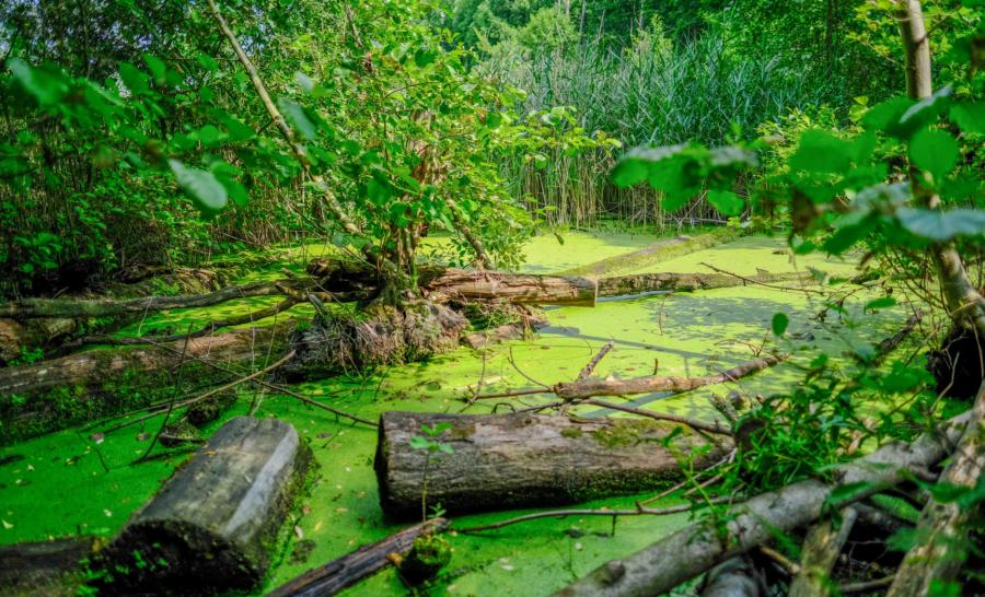 Fließwiese in Ruhleben