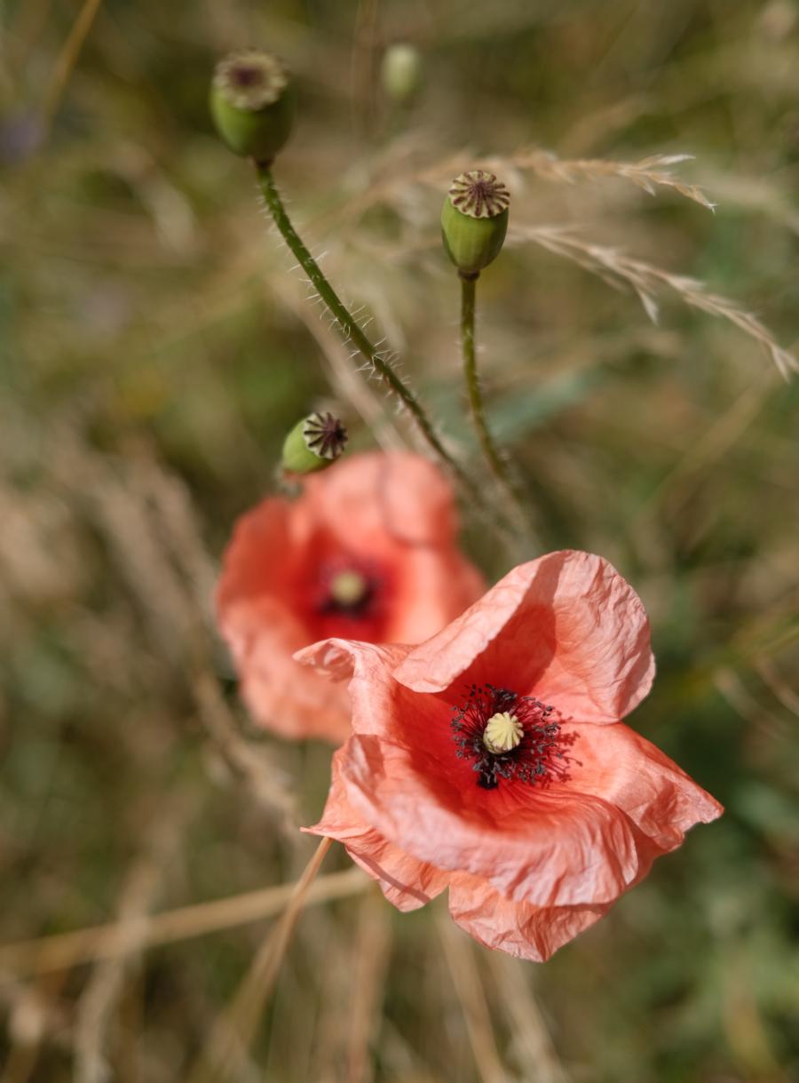 Verblühter Mohn am Wegesrand