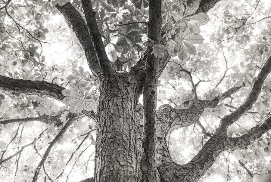 Baumkrone in schwarz-weiß