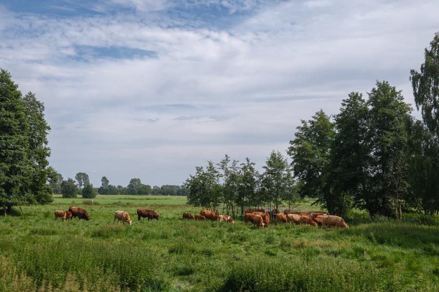 Kühe auf der Weide bei Dobbrikow