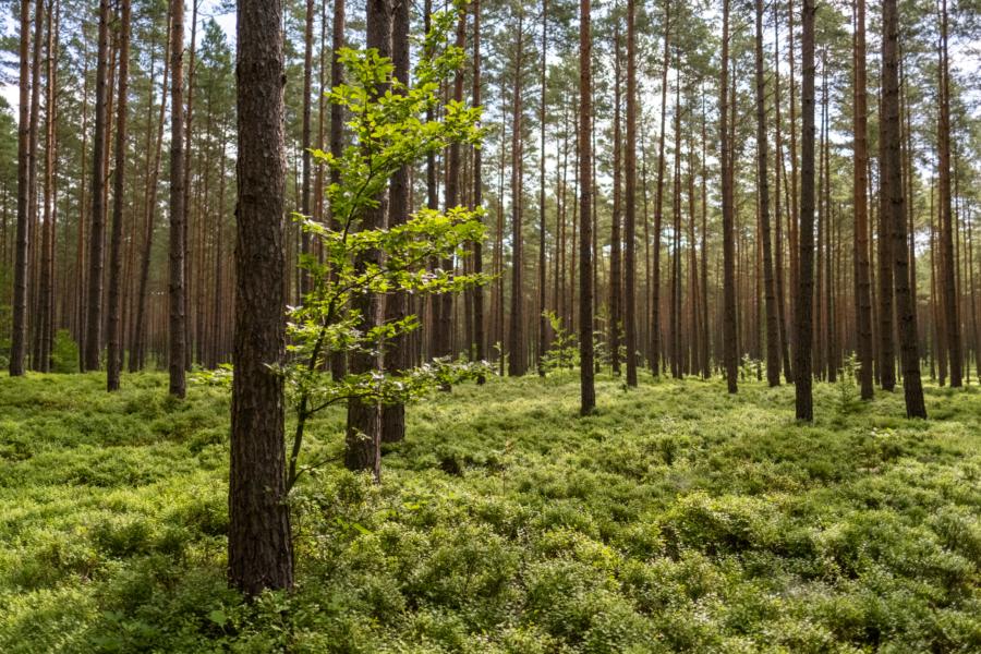 Kiefern und Blaubeeren
