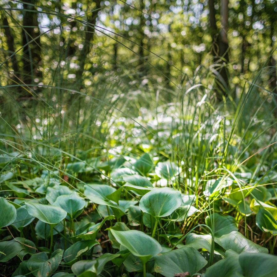 Große Artenvielfalt im Serrahner Moor