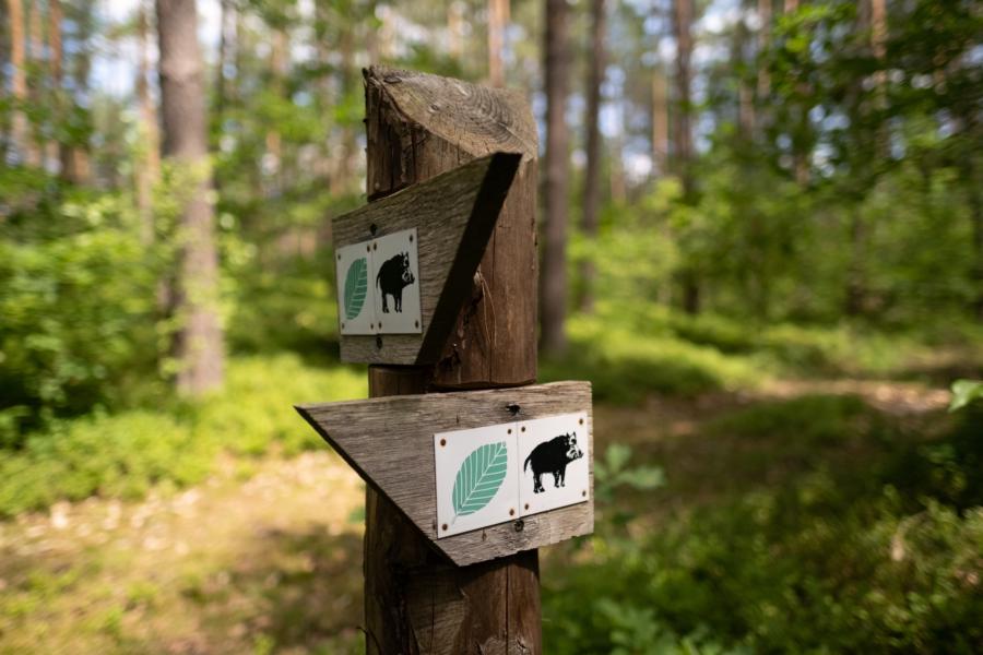 Die Spur der Schweine - Hinweisschilder im Serrahner Buchenwald