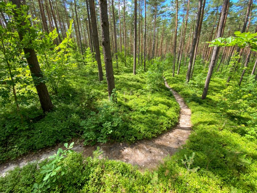 Idyllischer Pfad durch den Wald