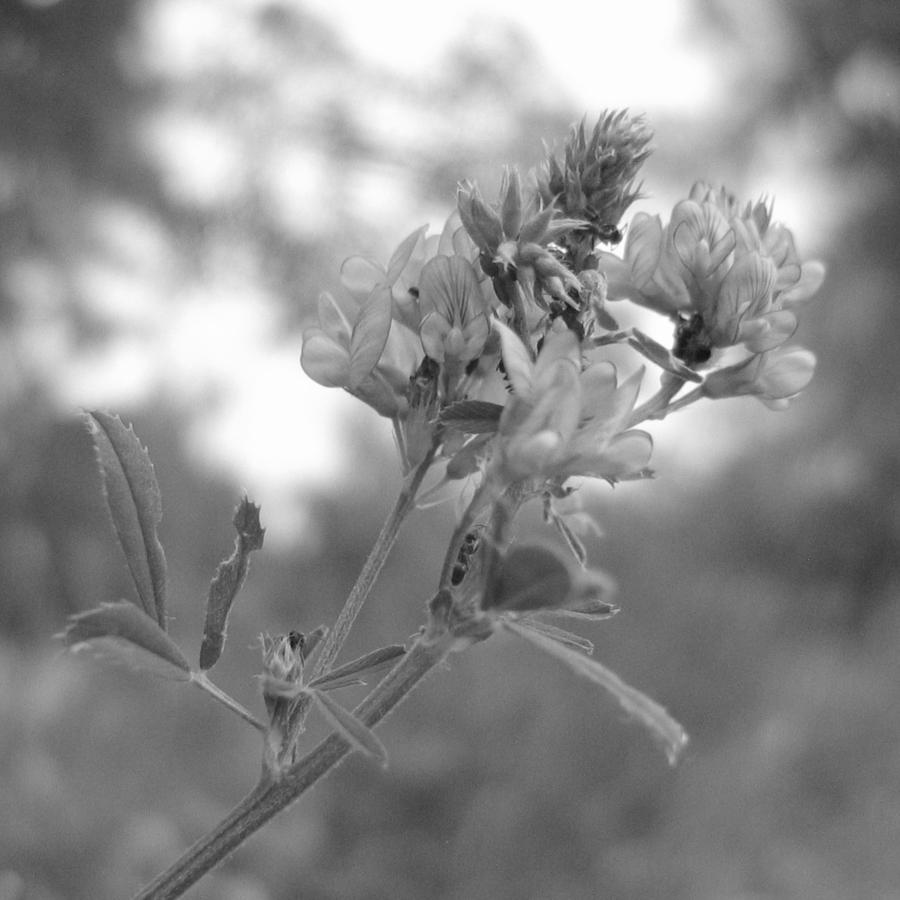 Schwarz-Weiß Foto: Blüte