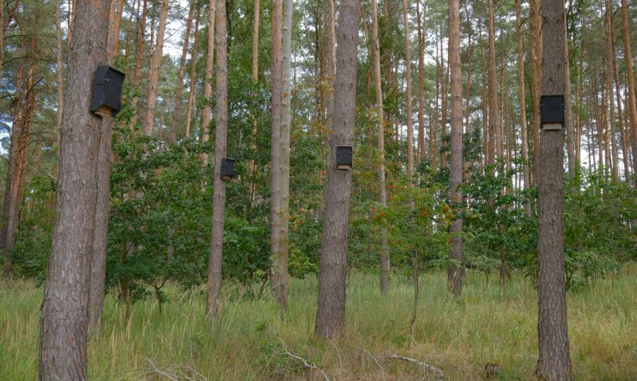 Vorsicht keine Kunst - Fledermausnistplätze