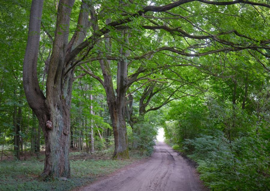 Baumallee auf dem Kunstwanderweg