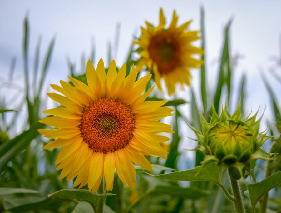 Sonnenblumen und Maispflanzen