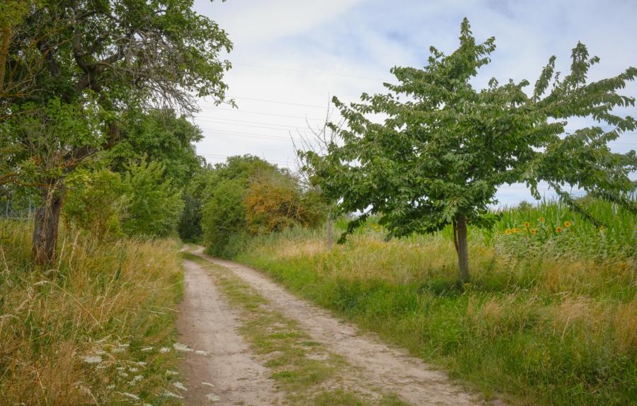 Hübscher Weg zwischen Feldern und Obstbäumen im Flaeming