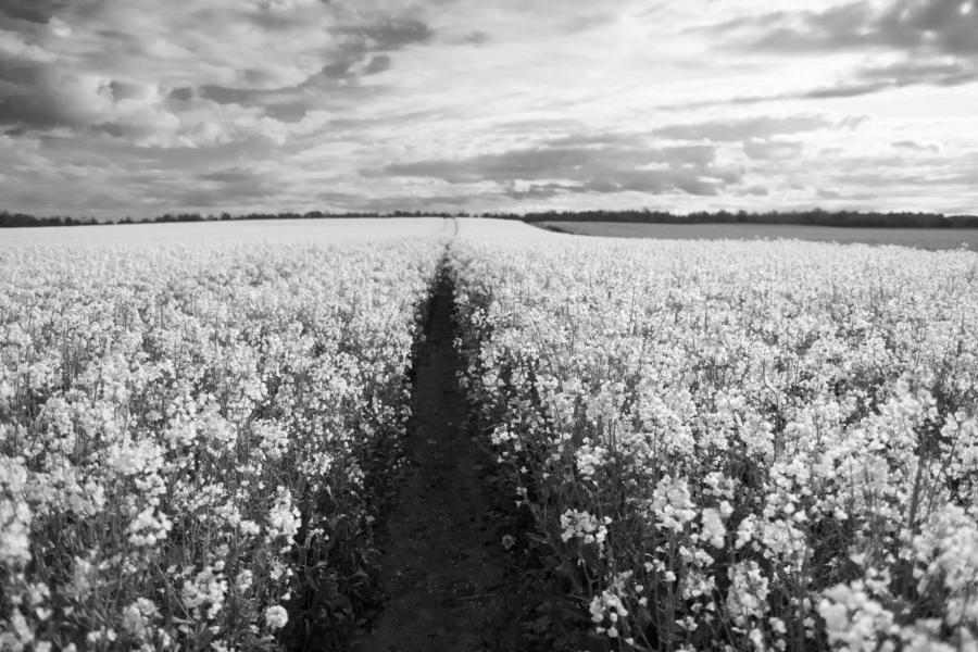 Rapsfeld in Schwarz-weiß