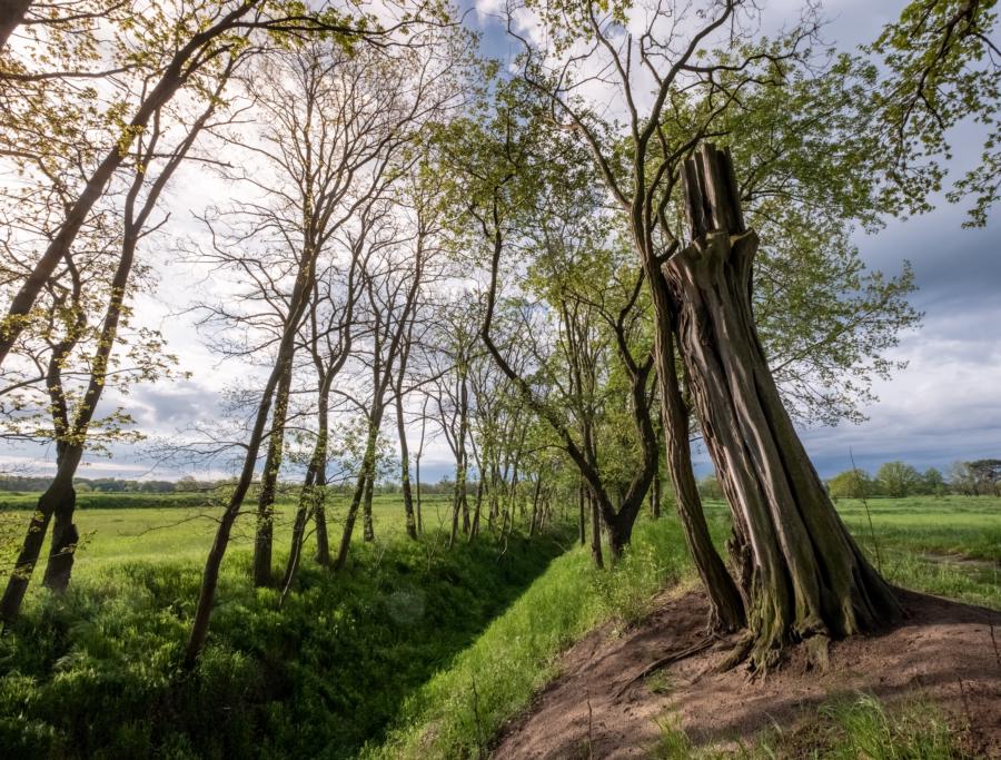 Alter Baumstam auf den Rieselfeldern