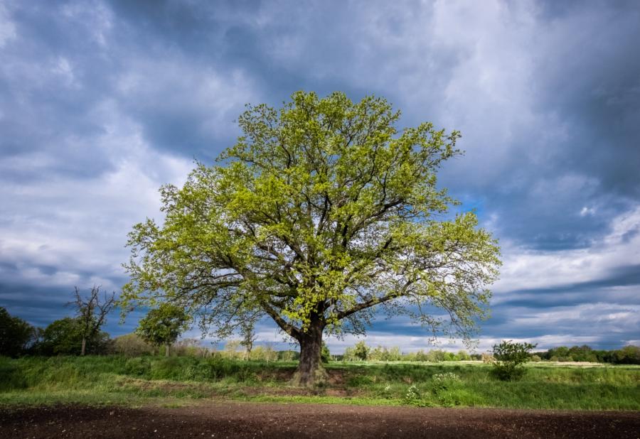 Die letzten Sonnensstrahlen vor dem Regen
