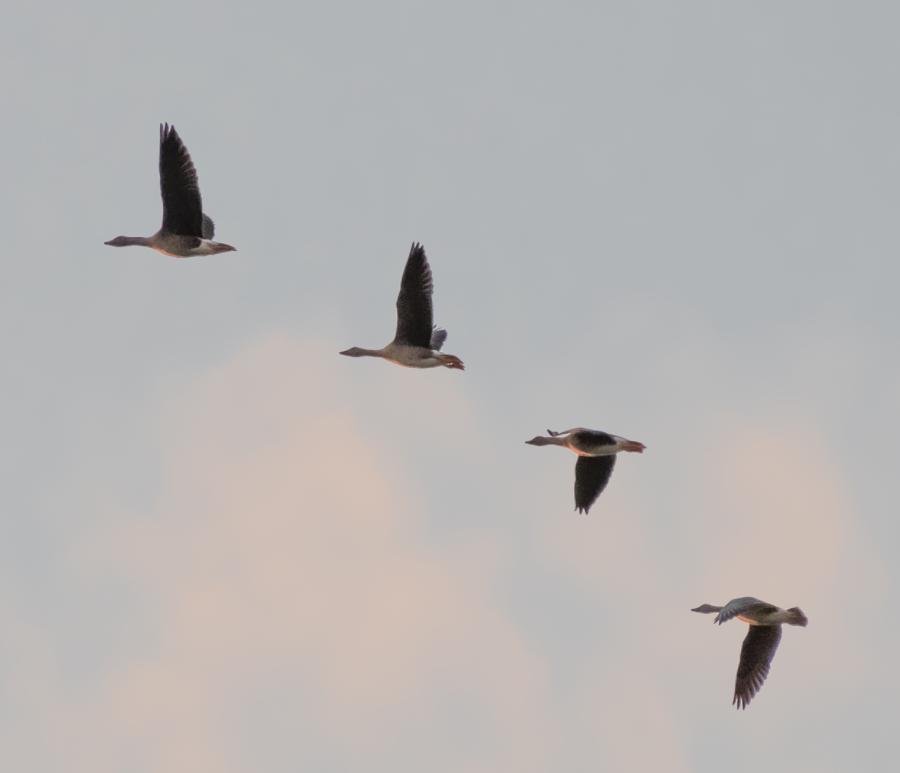 Wildgänse im Flug