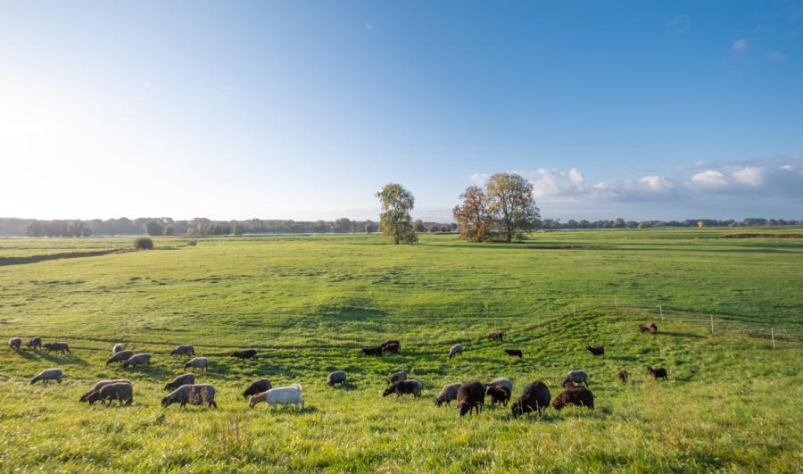 Schafherde auf den Elbwiesen