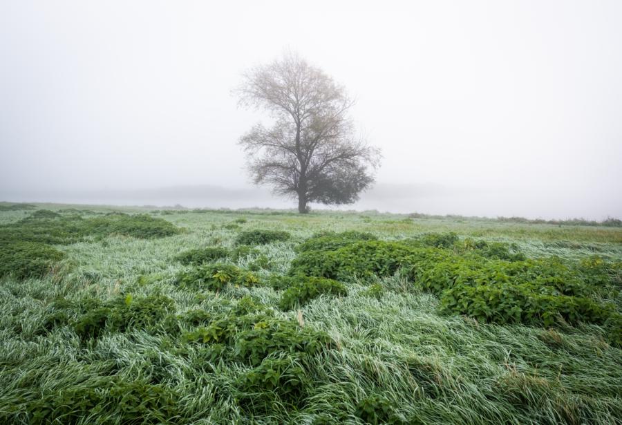 Elbwiesen Mödlich - als wär es unter Wasser