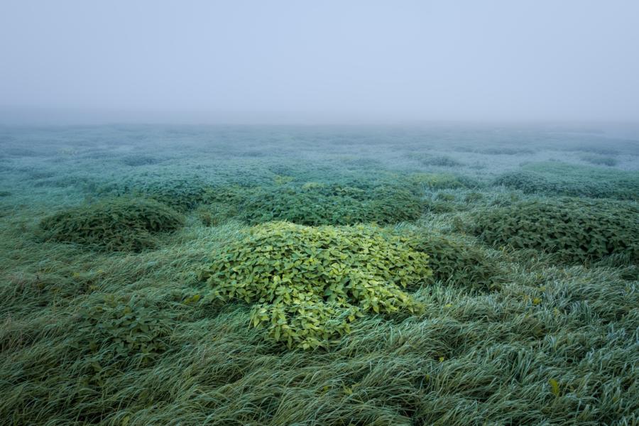 Elbwiesen Mödlich - als wär es unter Wasser