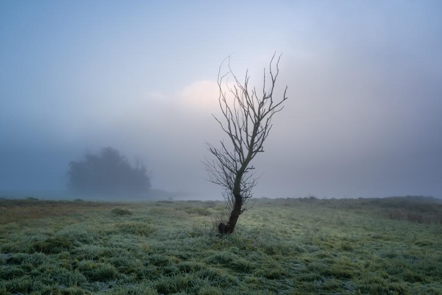 Elbwiesen Mödlich im Nebel