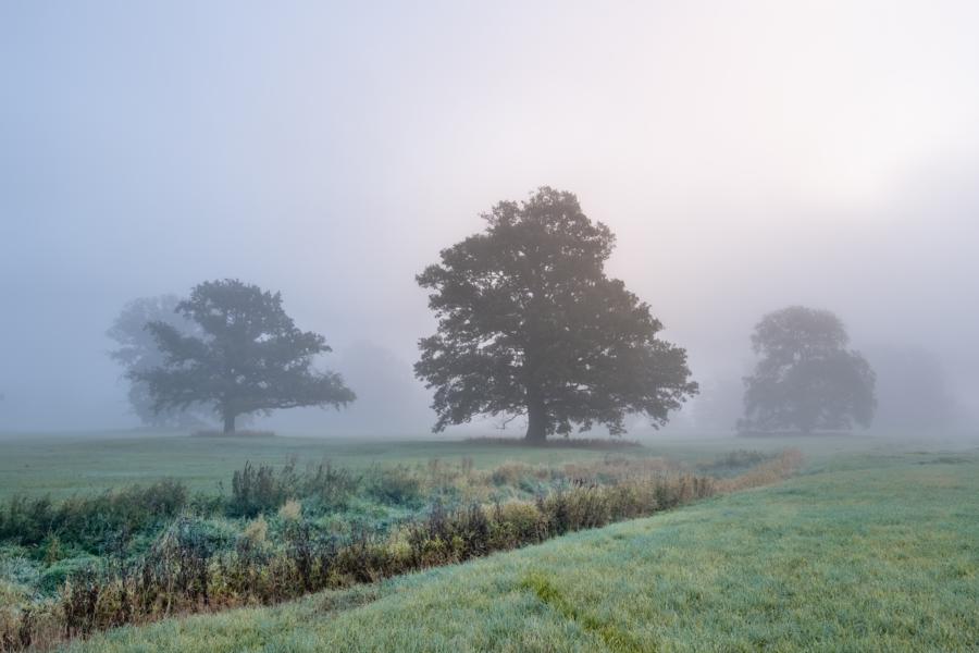 Elbwiesen Mödlich im Nebel