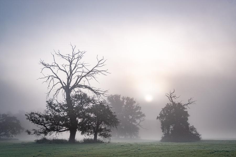 Gespensterbäume im Nebel auf den Elbweisen bei Mödlich