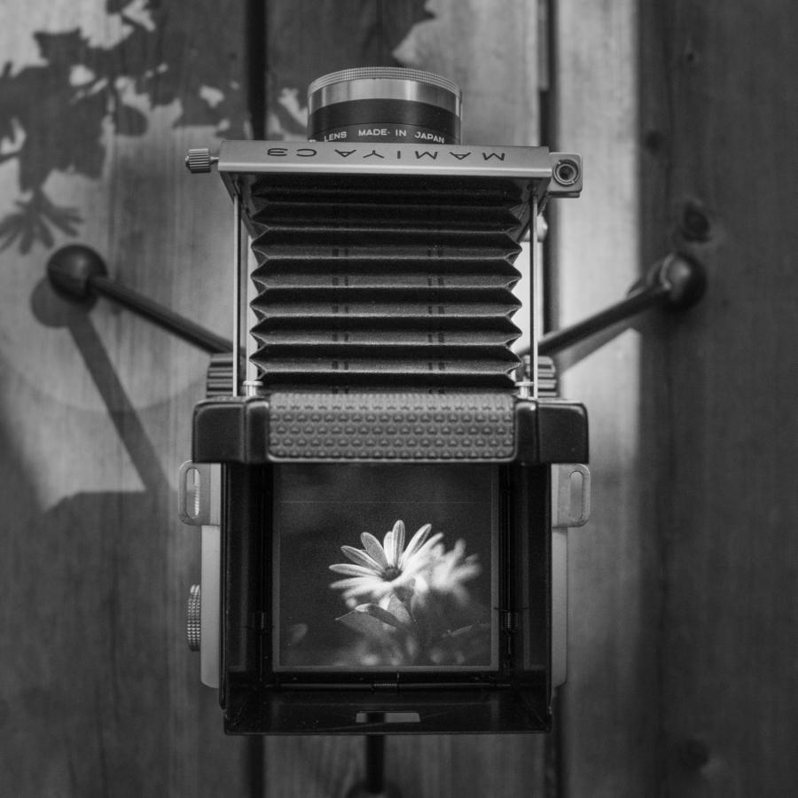 Nahaufnahme - die Mamiya C3 mit herausgefahrenem Balgen