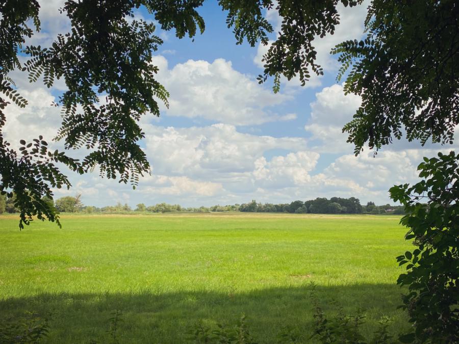 Blick auf eine Feuchtwiese im Naturpark Westhavelland
