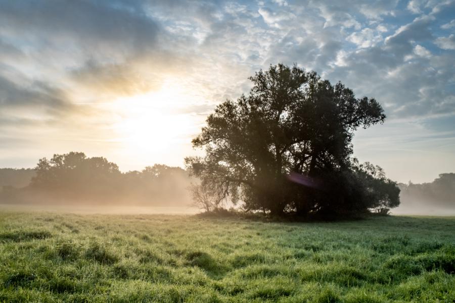 Nebel auf dem Mauerweg bei Eiskeller