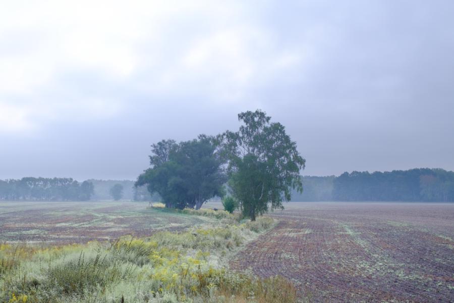 Felder bei Bötzow, Krämer Forst