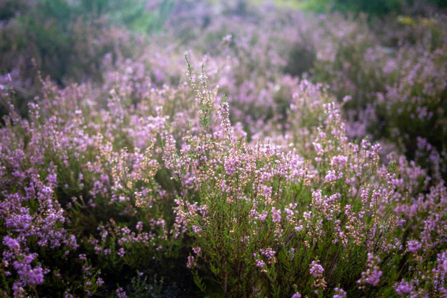 Blühende Heide zwischen Himmelpfort und Lychen