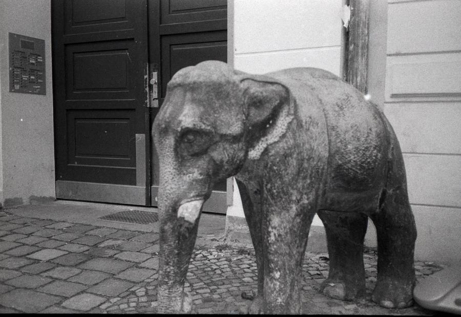 Kollwitzplatz - unscharf (Olympus µ II; Ilford HP5, Rodinal)