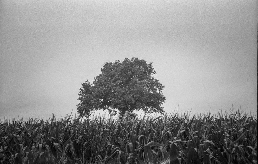 Olympus Mju II; Ilford HP5, Rodinal)